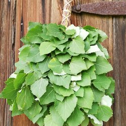 Pirts slotiņu siešanas meistarklase